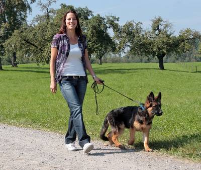 Walks & Dog walking